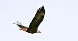 Bald Eagle In Flight_P1020899
